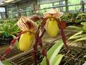 Paph. Berenice x philippinense roebelinii